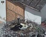 Capi_Dubne_20250511_131002.jpg