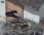 Capi_Dubne_20250511_131503.jpg