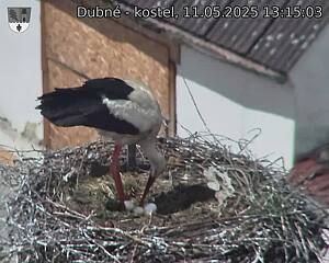 Capi_Dubne_20250511_131503.jpg (1350 x 1080)