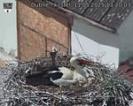 Capi_Dubne_20250511_132003.jpg