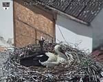 Capi_Dubne_20250511_132502.jpg