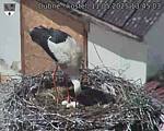 Capi_Dubne_20250511_134503.jpg