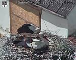 Capi_Dubne_20250511_135002.jpg