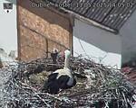 Capi_Dubne_20250511_140502.jpg