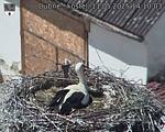 Capi_Dubne_20250511_141003.jpg