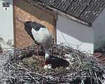 Capi_Dubne_20250511_141502.jpg