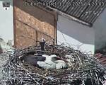 Capi_Dubne_20250511_142003.jpg
