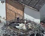 Capi_Dubne_20250511_142503.jpg