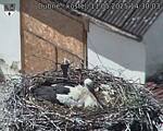 Capi_Dubne_20250511_143003.jpg