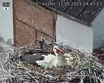 Capi_Dubne_20250511_144503.jpg