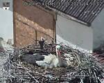 Capi_Dubne_20250511_145002.jpg