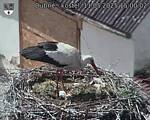 Capi_Dubne_20250511_150002.jpg