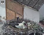 Capi_Dubne_20250511_151003.jpg
