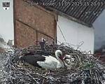 Capi_Dubne_20250511_152003.jpg