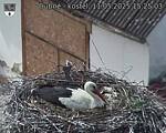 Capi_Dubne_20250511_152503.jpg