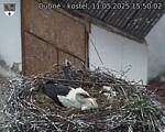 Capi_Dubne_20250511_155002.jpg