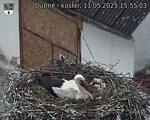 Capi_Dubne_20250511_155503.jpg