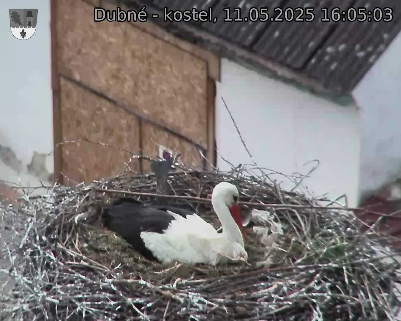 Capi_Dubne_20250511_160503.jpg (1350 x 1080)