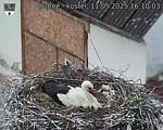 Capi_Dubne_20250511_161003.jpg