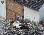 Capi_Dubne_20250511_162503.jpg