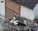 Capi_Dubne_20250511_163003.jpg