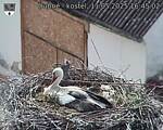Capi_Dubne_20250511_164502.jpg