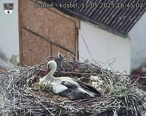 Capi_Dubne_20250511_164502.jpg (1350 x 1080)