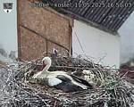 Capi_Dubne_20250511_165003.jpg