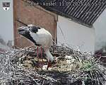 Capi_Dubne_20250511_165503.jpg