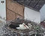 Capi_Dubne_20250511_170502.jpg