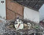 Capi_Dubne_20250511_174003.jpg