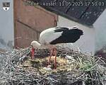 Capi_Dubne_20250511_175003.jpg
