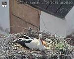 Capi_Dubne_20250511_182003.jpg
