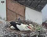 Capi_Dubne_20250511_183003.jpg