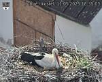 Capi_Dubne_20250511_183503.jpg