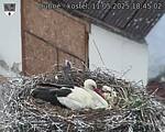 Capi_Dubne_20250511_184502.jpg