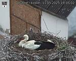 Capi_Dubne_20250511_190502.jpg