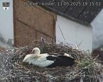 Capi_Dubne_20250511_191502.jpg