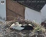 Capi_Dubne_20250511_192503.jpg