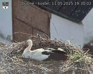 Capi_Dubne_20250511_193002.jpg (1350 x 1080)