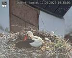 Capi_Dubne_20250511_193503.jpg