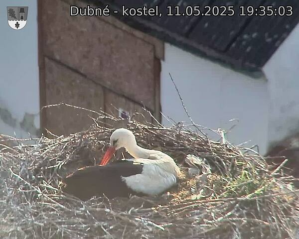 Capi_Dubne_20250511_193503.jpg (1350 x 1080)