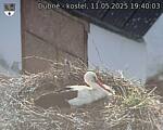 Capi_Dubne_20250511_194003.jpg
