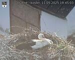 Capi_Dubne_20250511_194503.jpg