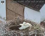Capi_Dubne_20250511_195003.jpg