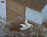 Capi_Dubne_20250511_202003.jpg