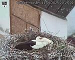 Capi_Dubne_20250511_202502.jpg
