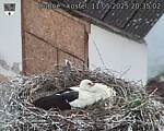 Capi_Dubne_20250511_203502.jpg
