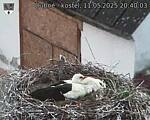 Capi_Dubne_20250511_204003.jpg