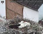 Capi_Dubne_20250511_204502.jpg